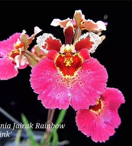 Tolumnia Jairak 'Hot Pink'