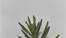 Kalanchoe delagoensis