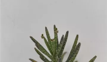 Kalanchoe delagoensis