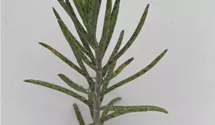 Kalanchoe delagoensis