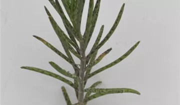 Kalanchoe delagoensis