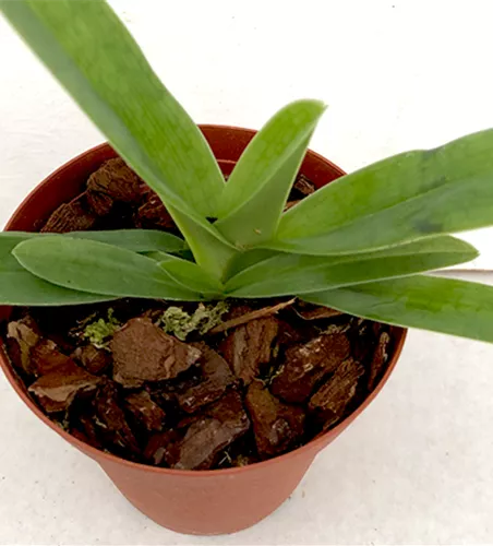 Paphiopedilum Valerie Tonkin x Pinocchio gelb