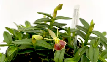 Epidendrum porpax