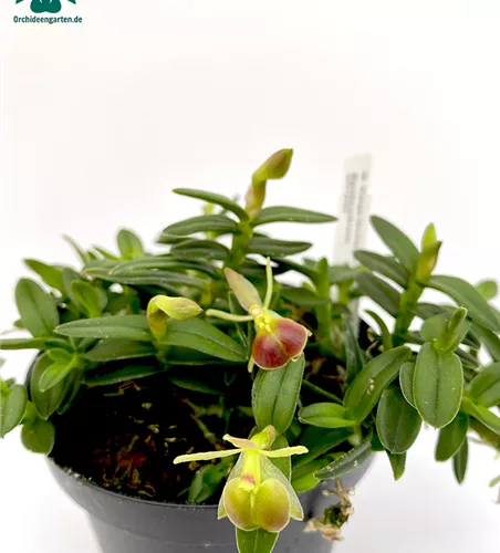 Epidendrum porpax