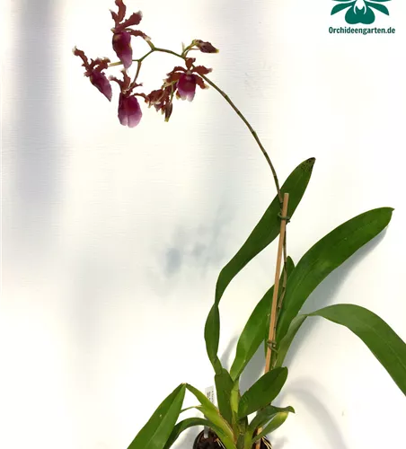 Oncidium fuscatum (Miltonia warscewiczii)