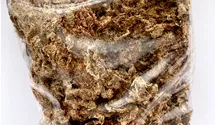 Sphagnum Moos