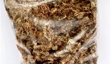 Sphagnum Moos