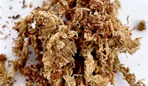 Sphagnum Moos