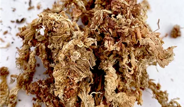 Sphagnum Moos