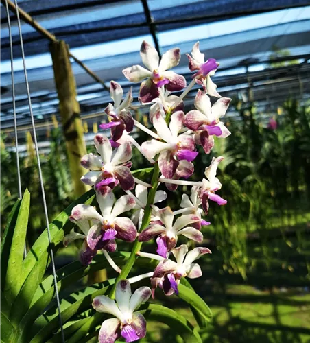V.Lamellata x V.Noi blue x Rhy. Coelestis