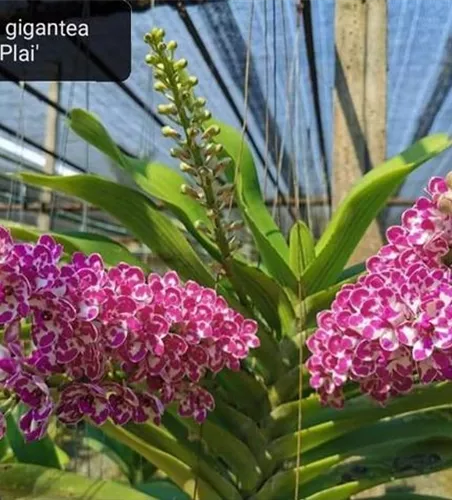 Rhynchostylis gigantea white with pink spots