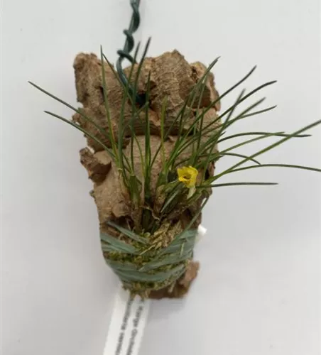 Maxillaria vernicosa