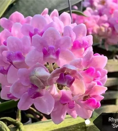 Rhynchostylis Sweet Pink