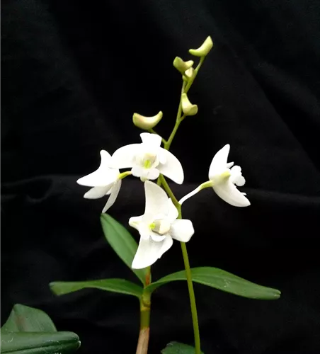 Dendrobium kingianum alba