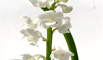 Vanda coelestis Hybride in weiß