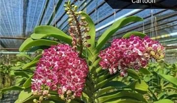 Rhynchostylis gigantea 'Cartoon' white with dark pink big spots