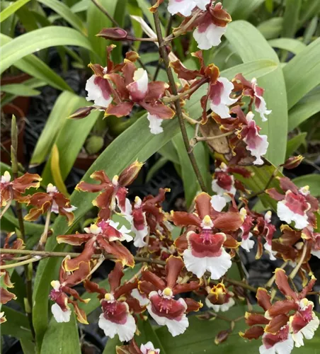 Oncidium Jairak Fragrance lang