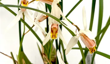 Coelogyne huettneriana