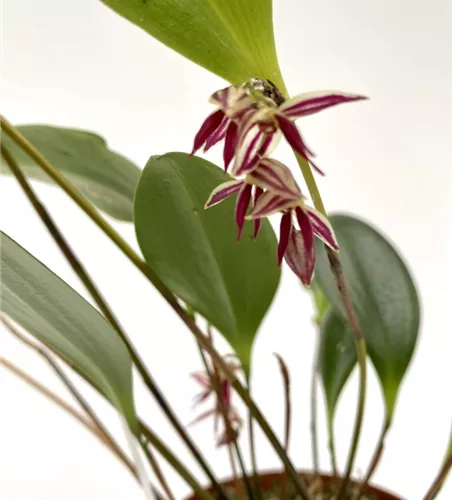 Pleurothallis bicornis 