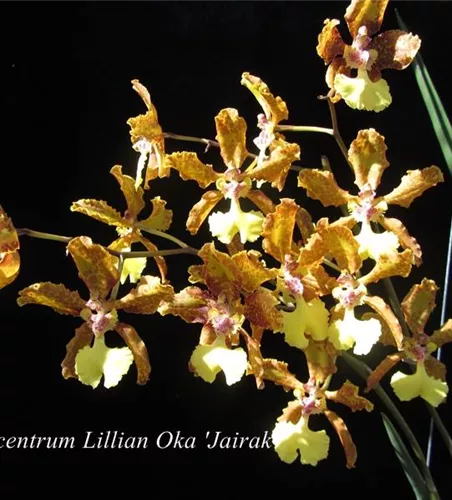Oncidium (Trichocentrum) Lillian Oka 'Jairak'
