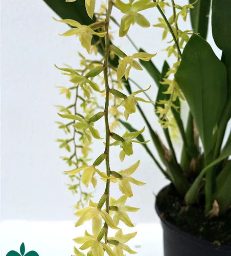 Dendrochillum glumaceum