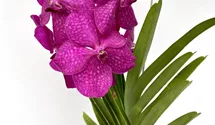 Vanda Mikasa pink