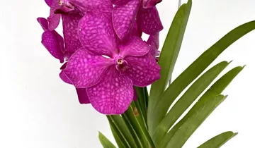 Vanda Mikasa pink