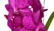 Vanda Mikasa pink
