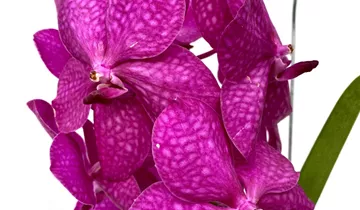 Vanda Mikasa pink