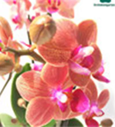 Phalaenopsis Hybride creme/lachs Überraschungsmix