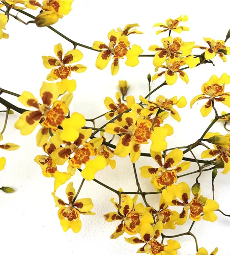 Oncidium Suzy