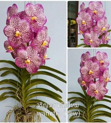 Vanda Varintra Pink #2