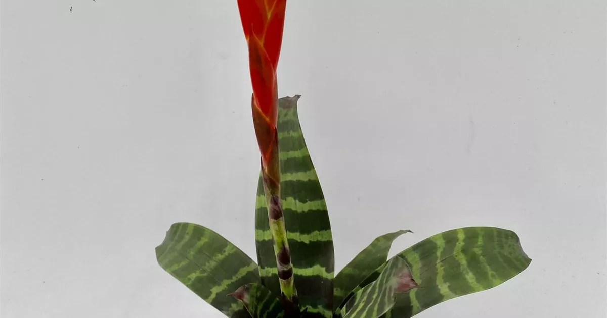 Vriesea splendens