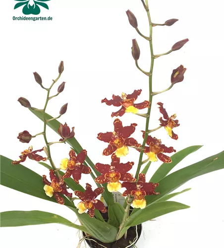 Wilsonara Guann Shin Howard 'Green Goblin'