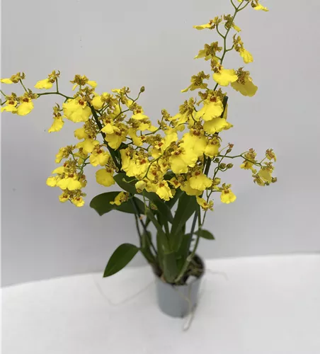 Oncidium Sweet Sugar