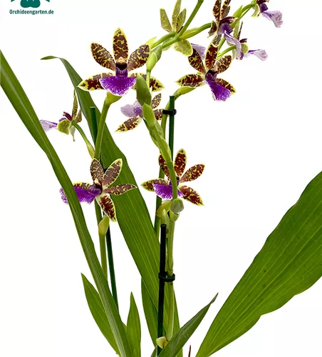 Zygopetalum Trozy Blue