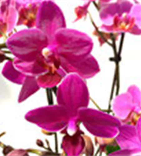 Phalaenopsis Hybride Überraschungsmix rosa - pink - lila