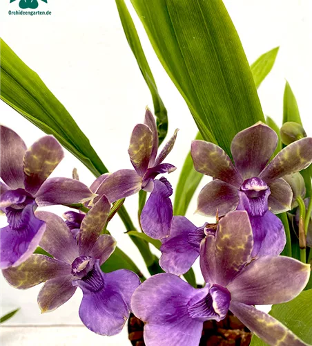 Zygopetalum x Acacallis