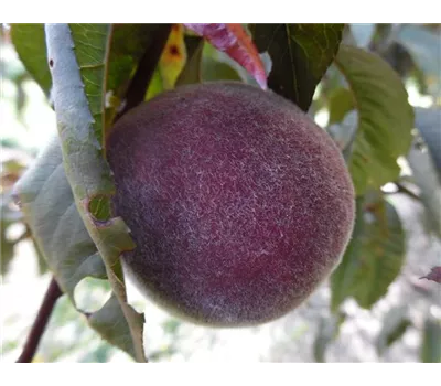 Pfirsich 'Rubira'