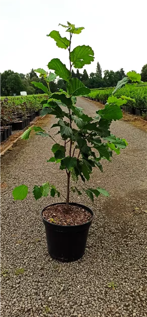 Hallesche Riesennuss Haselnuss Strauch - XXL Nüsse Im 10L Topf 110-140cm