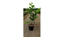 Corylus avellana 'Hallesche Riesennuss'