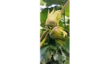 Corylus avellana 'Hallesche Riesennuss'