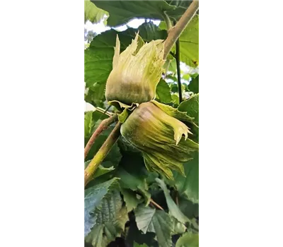 Haselnuss 'Hallesche Riesennuss'