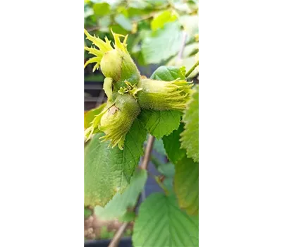 Haselnuss 'Nottinghams Fruchtbare'