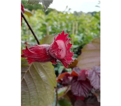 Großfrüchtige Waldhasel 'Rotblättrige Zellernuss'