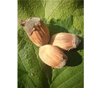 Haselnuss 'Webbs Preisnuss'