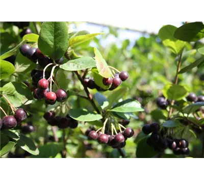Schwarze Apfelbeere 'Nero'
