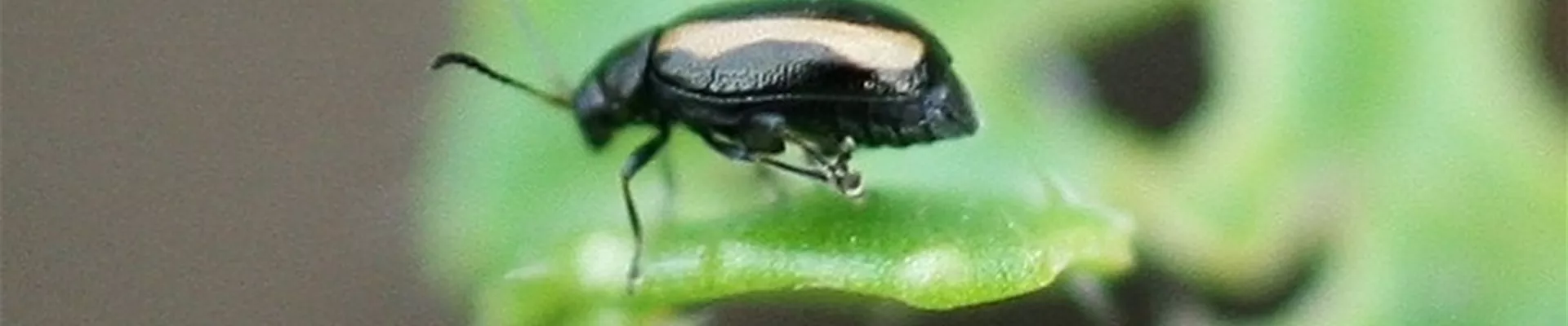 kohlerdfloh2-800x600