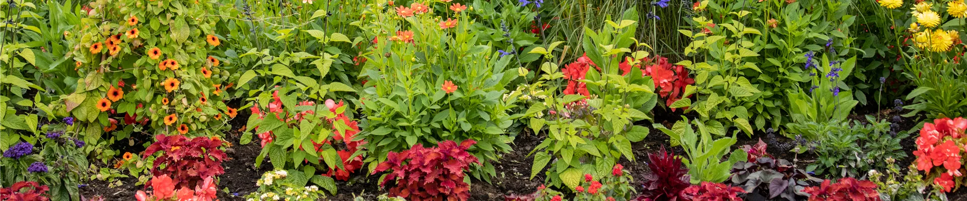 Sommergarten - Blumenbeet