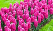 Hyacinthus orientalis 'Jan Bos'